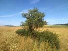 Fotografie objektu